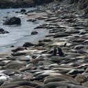 seal-beach-basking-hundreds-2010-05-19-IMG 0729