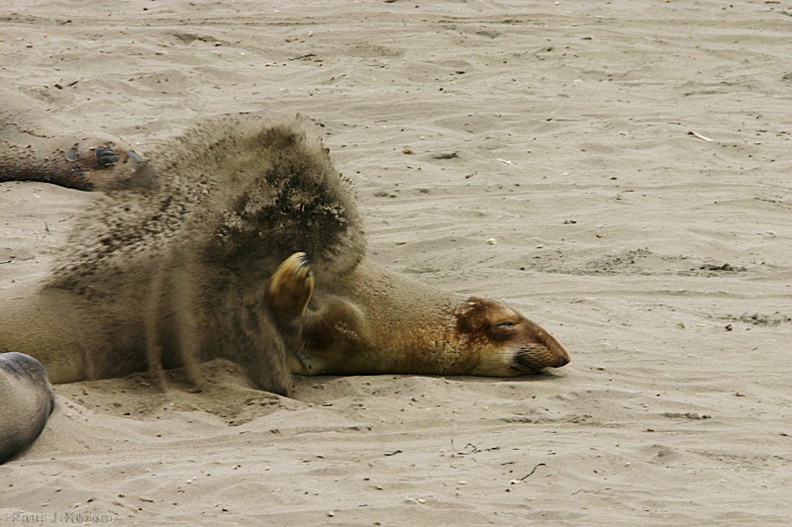seal_beach-resting-flipping-sand-02-2007-05-24.jpg