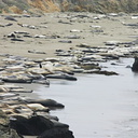 seal beach 01-2007-05-24
