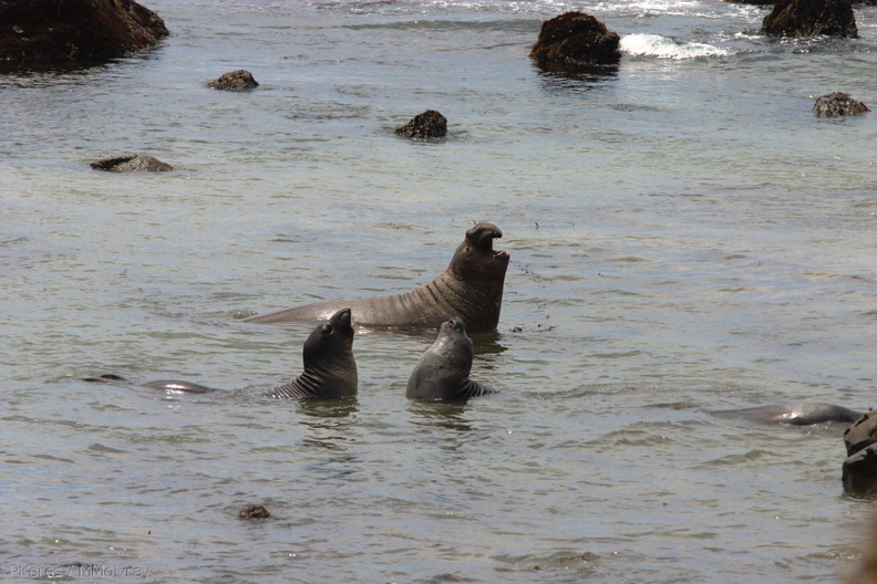 seals-arguing-in-the-shallows-2009-05-21-CRW_8075.jpg