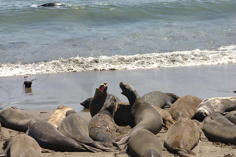 seals-arguing-in-the-shallows-2009-05-26-CRW_8220.jpg