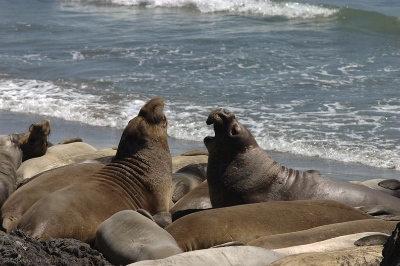 seals-arguing-on-sand-2009-05-21-CRW 8104