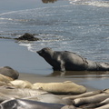 seals-on-beach-2009-05-21-CRW_8092.jpg