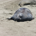 seals-on-beach-2009-05-21-CRW 8093