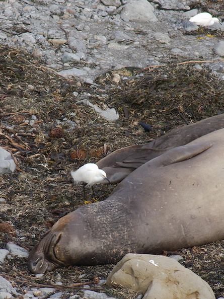 young-elephant-seals-Seal-Beach-2013-03-02-IMG_0203.jpg