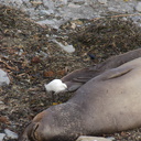young-elephant-seals-Seal-Beach-2013-03-02-IMG 0203