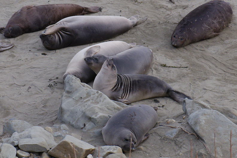 young-elephant-seals-Seal-Beach-2013-03-02-IMG_0210.jpg