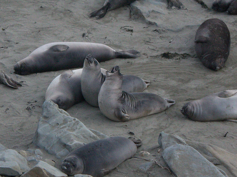 young-elephant-seals-Seal-Beach-2013-03-02-IMG_7554.jpg