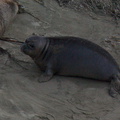 young-elephant-seals-Seal-Beach-2013-03-02-IMG 7563