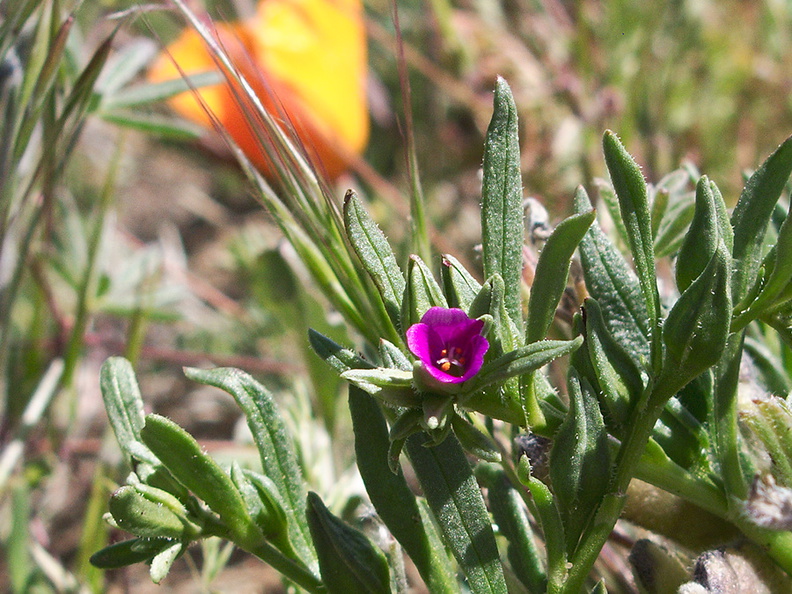 Calandrinia-ciliata-redmaids-Antelope-Valley-Poppy-Preserve-2010-04-23-IMG_4493.jpg