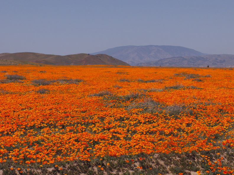 California-poppy-fields-along-Rte138-2014-04-20-IMG 3560