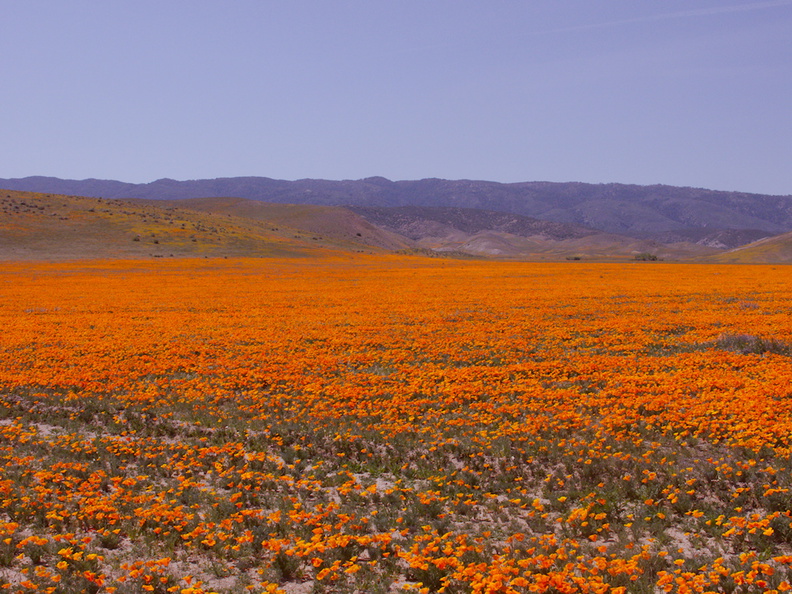 California-poppy-fields-along-Rte138-2014-04-20-IMG_3562.jpg
