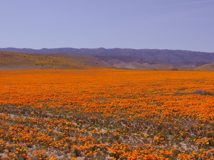 California-poppy-fields-along-Rte138-2014-04-20-IMG 3562