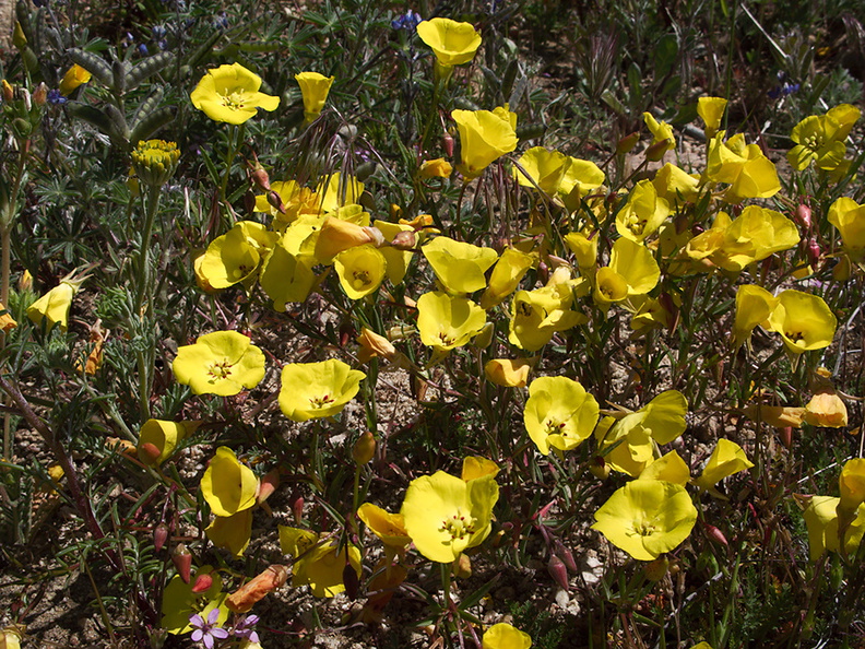 Camissonia-campestris-Mojave-suncup-Gorman-Post-Rd-2010-04-23-IMG_4432.jpg