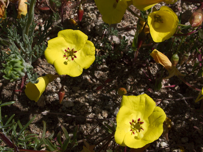 Camissonia-campestris-Mojave-suncup-Gorman-Post-Rd-2010-04-23-IMG_4433.jpg