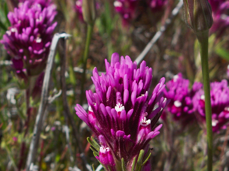 Castilleja-exserta-purple-owls-clover-Antelope-Valley-Poppy-Preserve-2010-04-23-IMG_4502.jpg