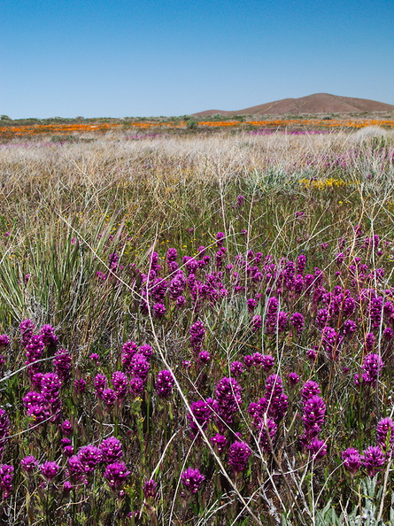 Castilleja-exserta-purple-owls-clover-Antelope-Valley-Poppy-Preserve-2010-04-23-IMG_4503.jpg