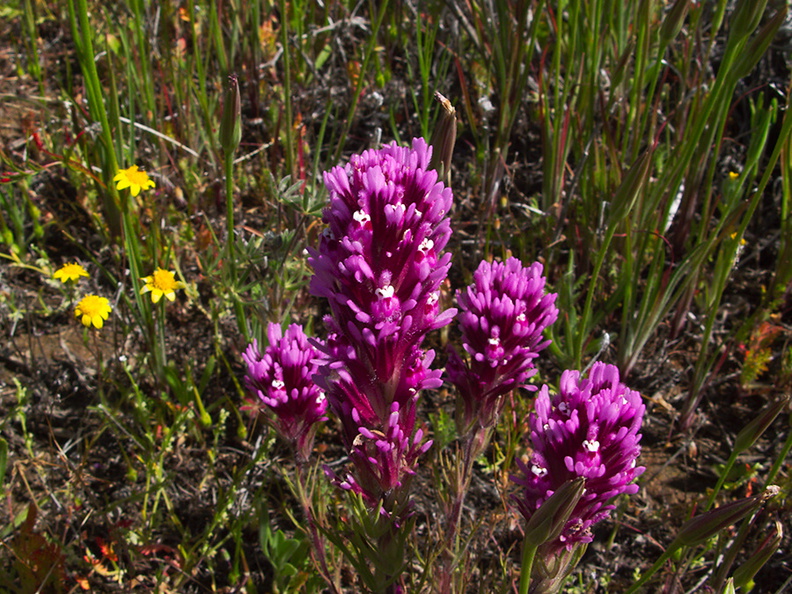 Castilleja-exserta-purple-owls-clover-Antelope-Valley-Poppy-Preserve-2010-04-23-IMG_4509.jpg