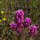 Castilleja-exserta-purple-owls-clover-Antelope-Valley-Poppy-Preserve-2010-04-23-IMG 4509