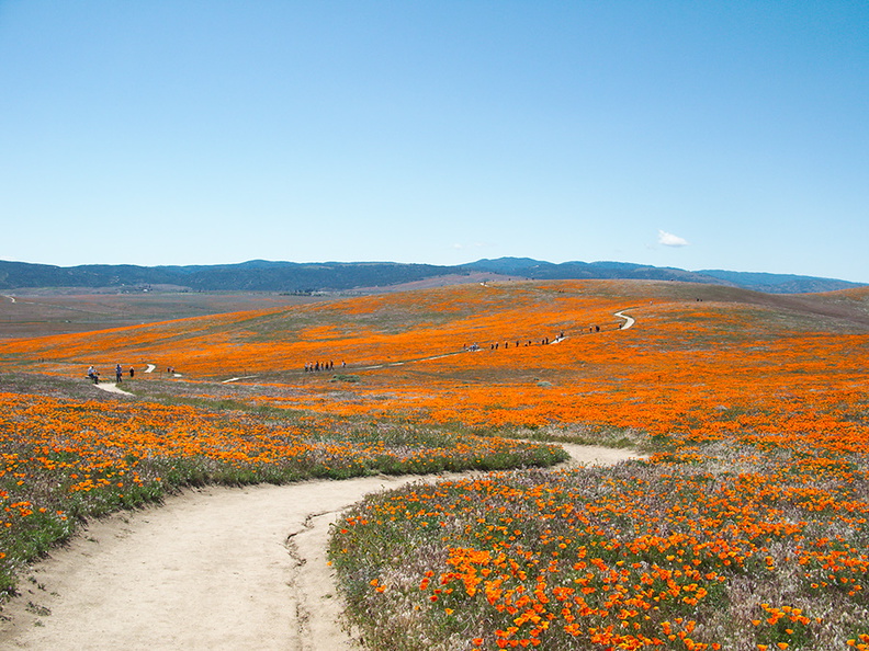 Eschscholtzia-californica-orange-poppy-fields-Antelope-Valley-Poppy-Preserve-2010-04-23-IMG_4460.jpg