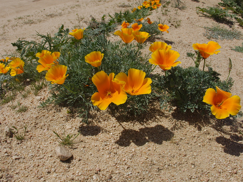 Eschscholtzia-californica-poppies-170thStW-2014-04-20-IMG_3584.jpg