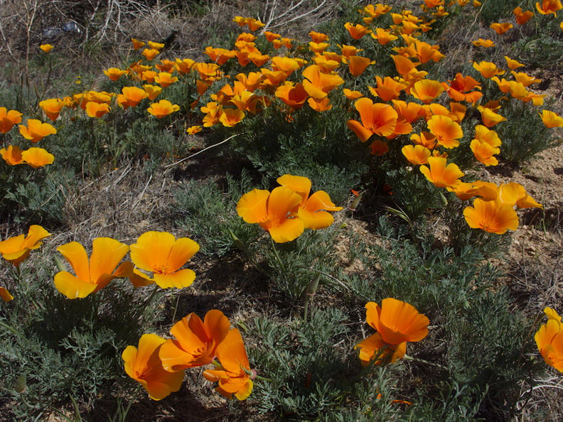 Eschscholtzia-californica-poppies-170thStW-2014-04-20-IMG 3585