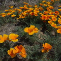 Eschscholtzia-californica-poppies-170thStW-2014-04-20-IMG 3585