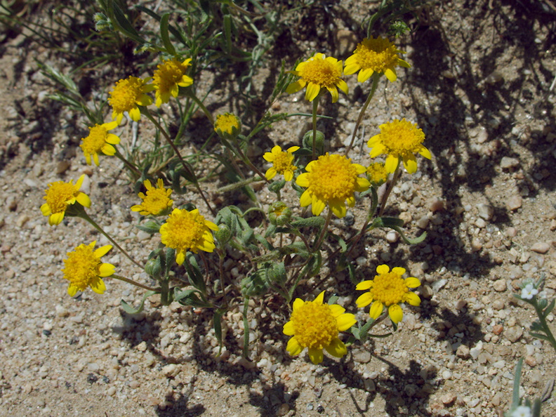 Lasthenia-californica-goldfields-flowers-joshua-tree-and-juniper-reserve-Rte138-2014-04-20-IMG_3566.jpg