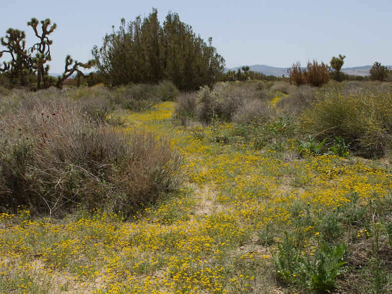 Lasthenia-californica-goldfields-joshua-tree-and-juniper-reserve-Rte138-2014-04-20-IMG_3569.jpg