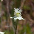 Platystemon-californicus-cream-cups-Antelope-Valley-Poppy-Preserve-2010-04-23-IMG_0488.jpg