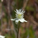 Platystemon-californicus-cream-cups-Antelope-Valley-Poppy-Preserve-2010-04-23-IMG 0488