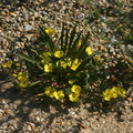 camissonia-bistorta-southern-suncup-grimes-canyon-2008-04-25-img 6957