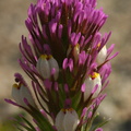castilleja-exserta-owls-clover-grimes-canyon-2008-04-25-img 6955