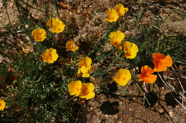 escholtzia-californica-color-vars-poppy-preserve-2008-04-25-img_7030.jpg