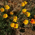 escholtzia-californica-color-vars-poppy-preserve-2008-04-25-img 7030