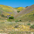 hillsides-flowering-blue-gilia-yellow-Gorman-Post-Rd-2010-04-23-IMG 4436