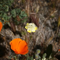 platystemon-californicus-creamcups-with-escholtzia-poppy-preserve-2008-04-25-img_7015.jpg