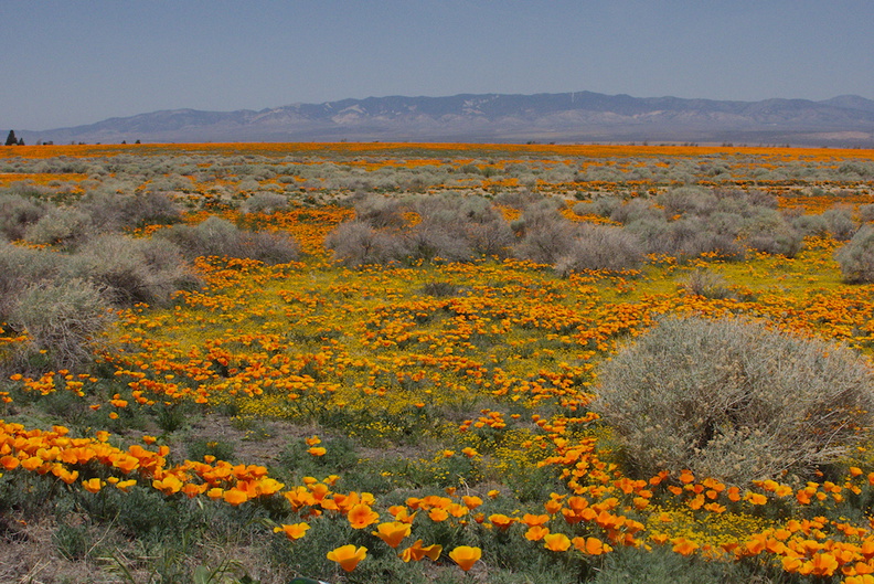 poppy-fields-Eschscholtzia-californica-lunch-spot-170thStW-2014-04-20-IMG 3577