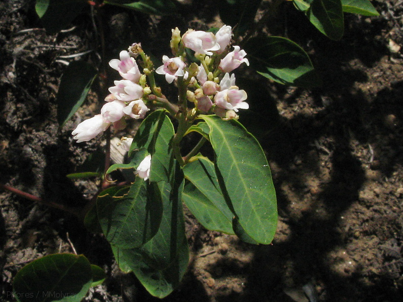 Apocynum-androsaemifolium-spreading-dogbane-Lewis-Creek-2008-07-25-IMG_0943.jpg