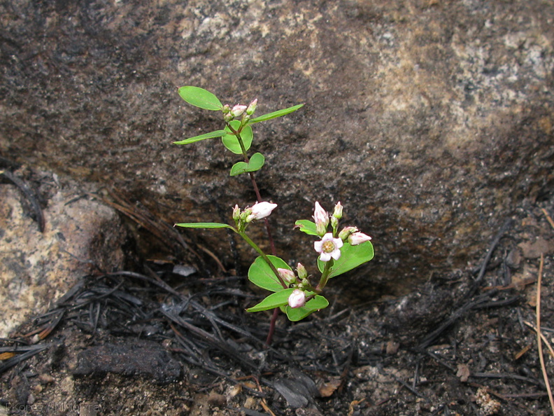Apocynum-androsaemifolium-spreading-dogbane-burned-forest-nr-Zumwalt-2008-07-20-img_0442.jpg