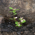 Apocynum-androsaemifolium-spreading-dogbane-burned-forest-nr-Zumwalt-2008-07-20-img 0442