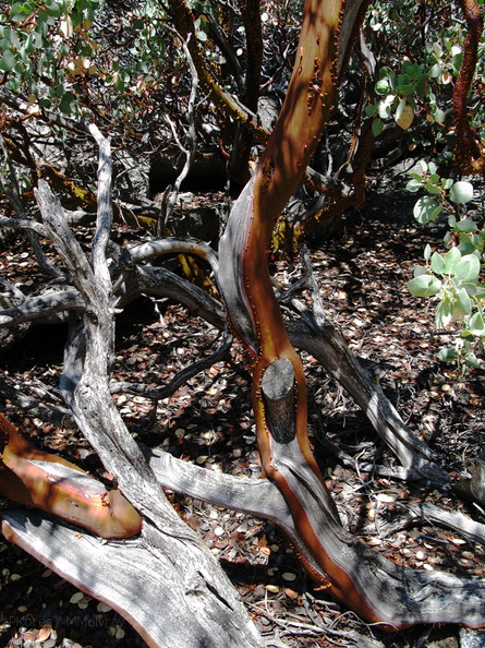 Arctostaphylos-manzanita-live-bark-dead-wood-Mist-Falls-trail-2008-07-21-img_0464.jpg