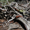 Arctostaphylos-manzanita-live-bark-dead-wood-Mist-Falls-trail-2008-07-21-img 0465