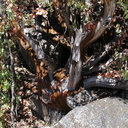 Arctostaphylos-sp-tree-live-bark-dead-wood-Copper-Creek-Bubbs-2008-07-23-IMG 0723
