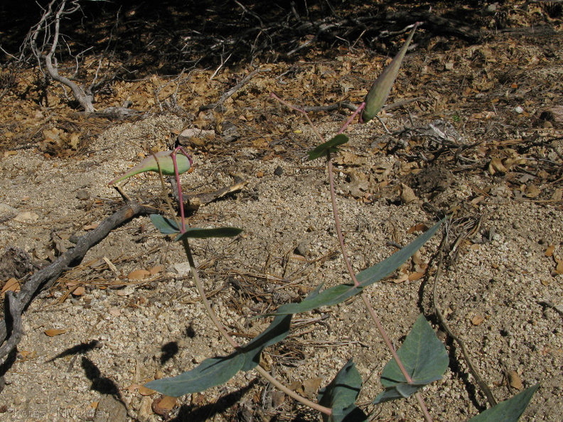 Asclepias-sp-milkweed-in-fruit-2008-07-23-IMG_0766.jpg