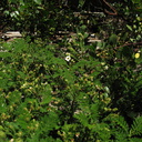 Chamaebatis-foliolosa-mountain-misery-Redwood-Canyon-2008-07-24-IMG 0854