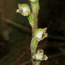 Goodyera-oblongifolia-rattlesnake-plantain-Redwood-Canyon-2008-07-24-IMG 0824