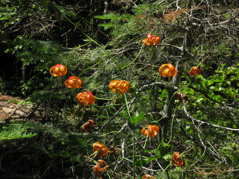 Lilium-pardalinum-leopard-lily-streamside-Redwood-Canyon-2008-07-24-IMG_0861.jpg