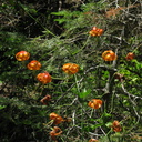 Lilium-pardalinum-leopard-lily-streamside-Redwood-Canyon-2008-07-24-IMG 0861