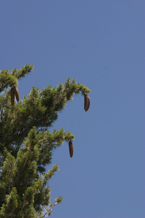 Pinus-lambertiana-sugar-pine-Copper-Creek-2008-07-23-CRW 7614